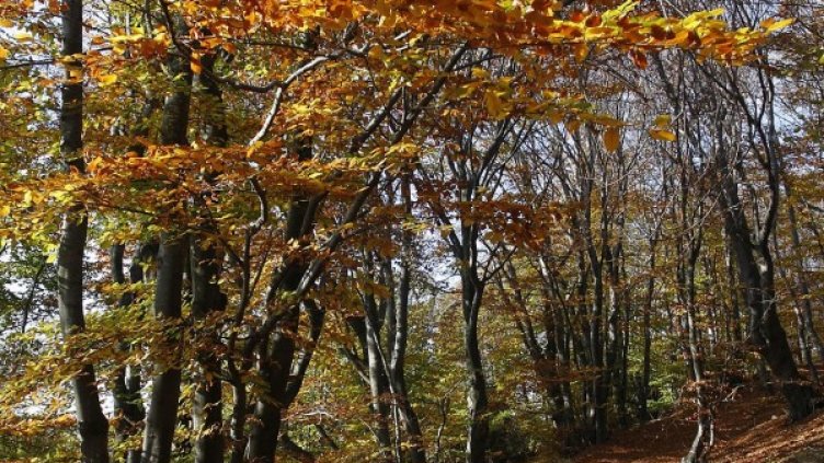 Снимка: архив, БулФото