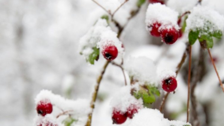 Снимка: архив, БТА