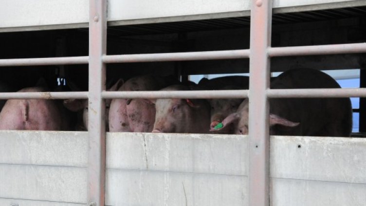 Снимка: архив Булфото