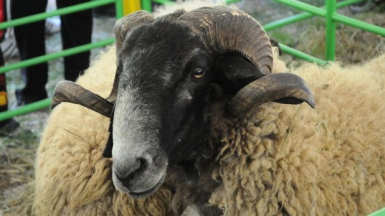 Архив: Булфото