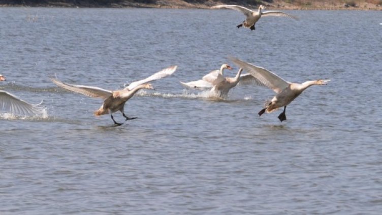 Архив: Булфото