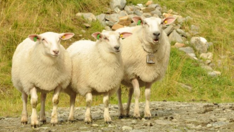 Снимка: Sxc.hu