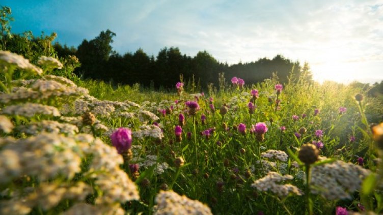 Снимка: Freeimages.com