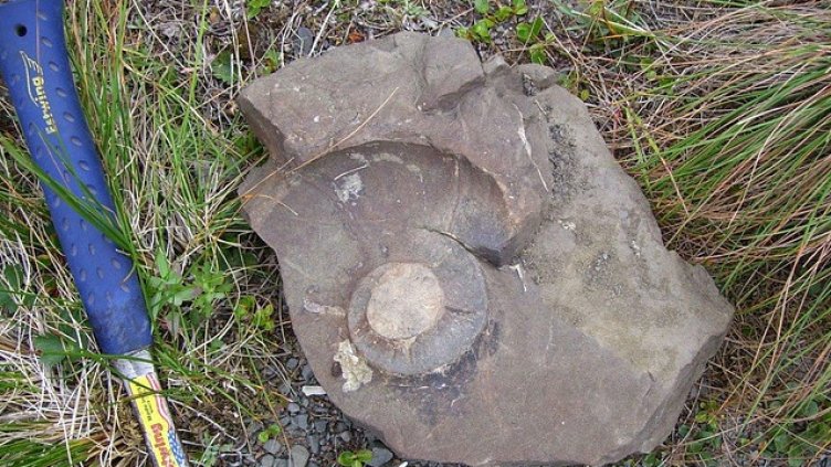 Снимка: Pixabay