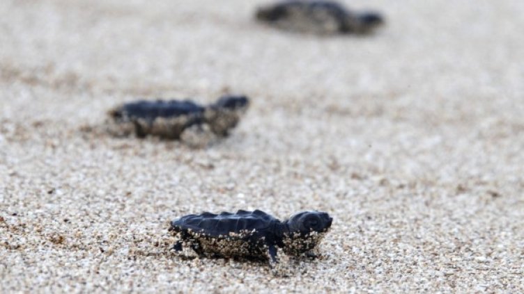 Бебета морски костенурки. Снимка: архив, Ройтерс