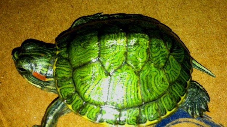 Снимка: Агенция "Митници"