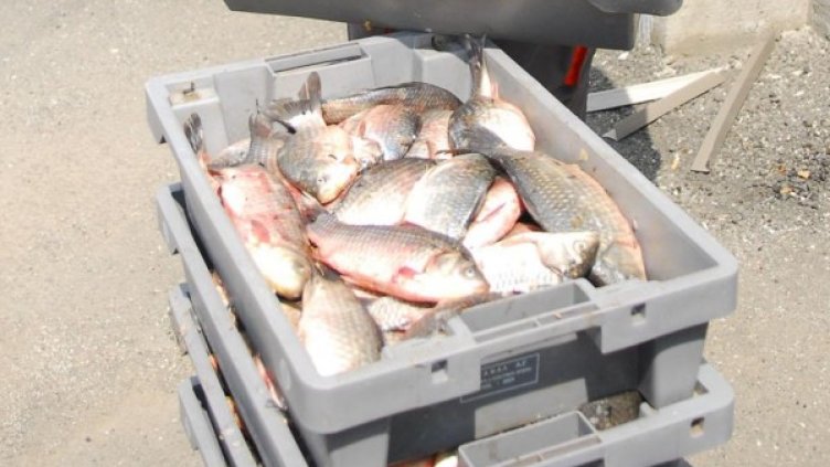 Снимка: Булфото, архив