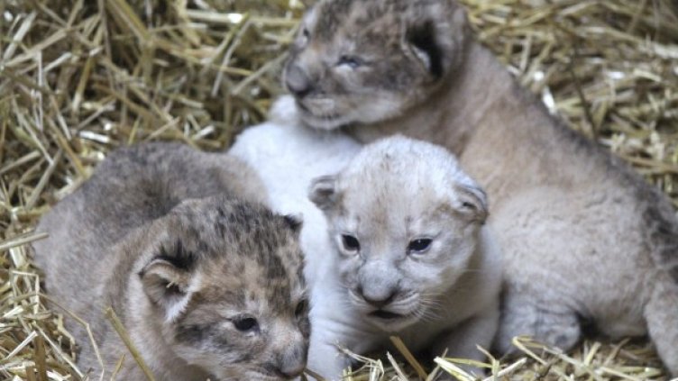 Бялото лъвче /в центъра/, заедно с братчето и сестричето му.