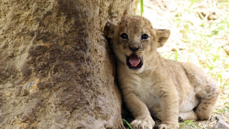 Снимка: Reuters, архив