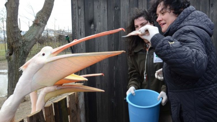 Министър Василева нахрани пеликаните - семейната двойка Груйови и пеликана Филип. Снимка: БТА