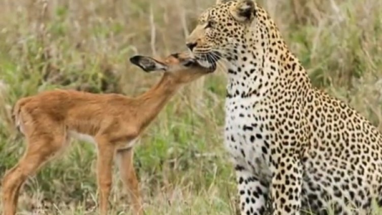 Снимка: YouTube