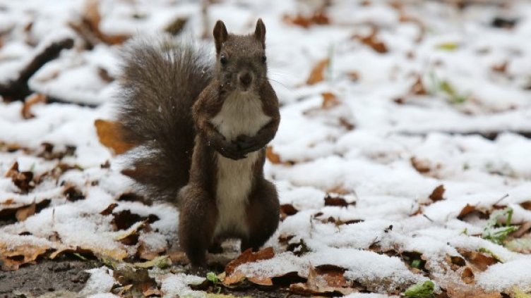 Снимка: Архив БТА