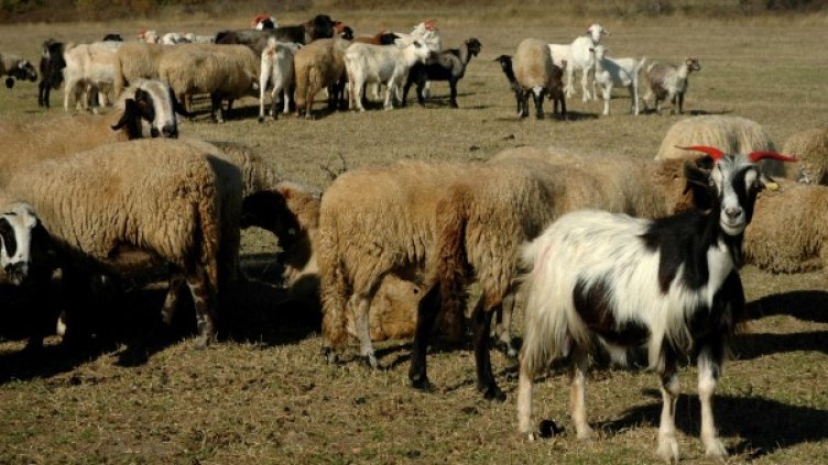 Снимка: архив, Булфото