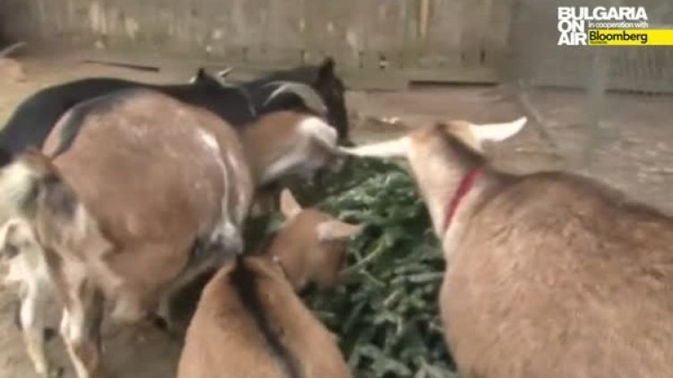 Снимка: Bulgaria On Air