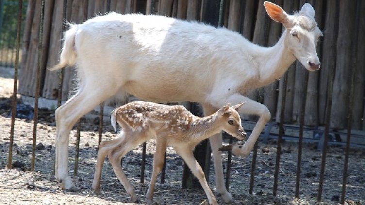 Архив: Булфото