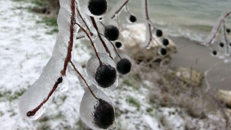 Архив: Булфото