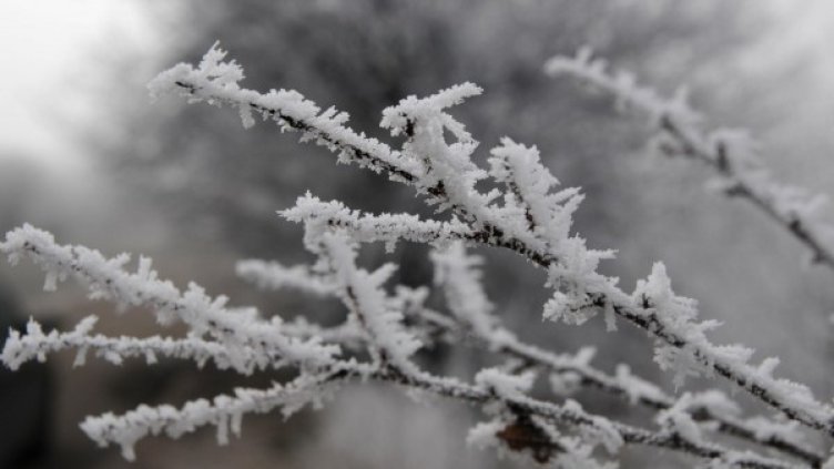 Снимка: архив Булфото