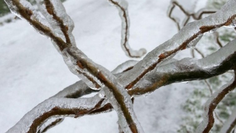 Снимка: архив Булфото