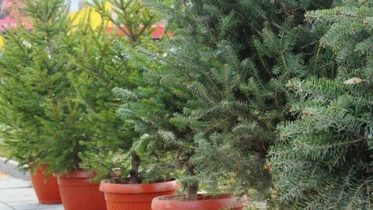 Снимка: архив, БулФото