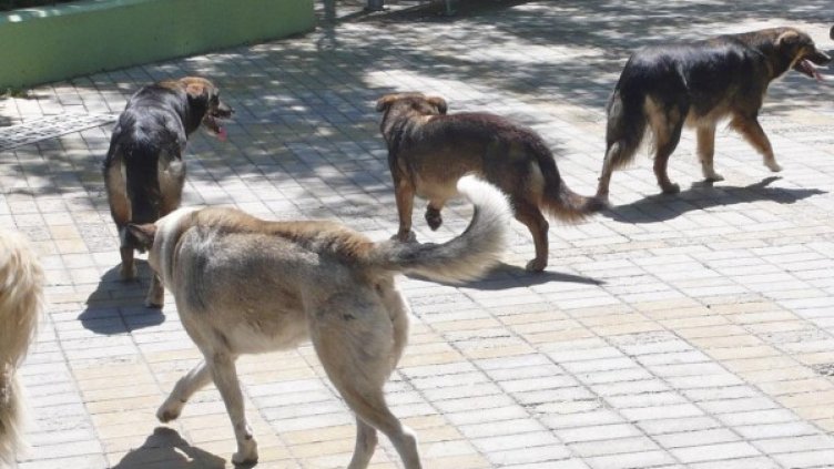 Снимка: Архив Булфото