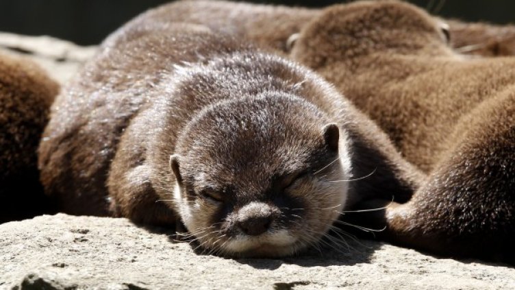 Снимка: Reuters, архив