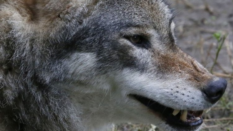 Снимка: Reuters, архив