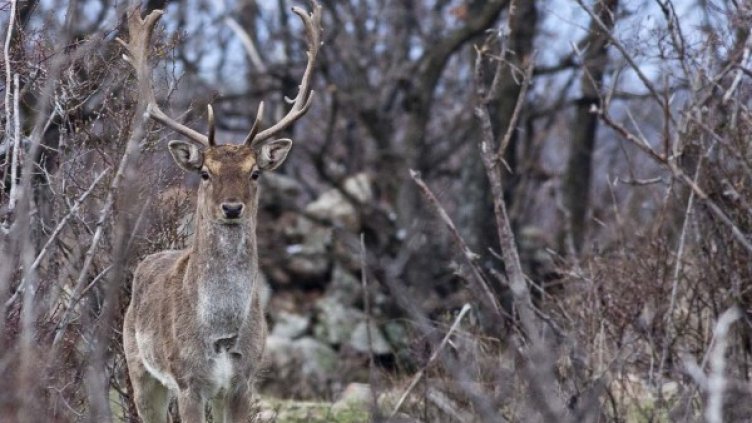 Снимка: Стефан Аврамов/Rewilding Europe