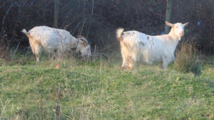 Снимка: Булфото, архив