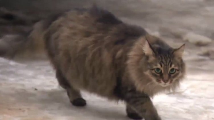 Котката Маша Снимка: YouTube