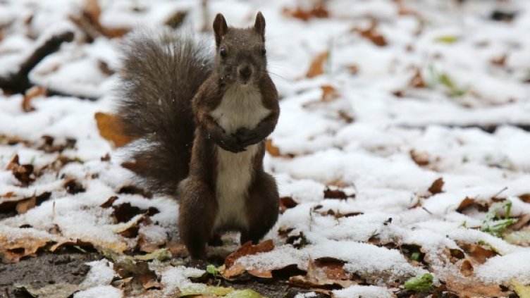 Снимка: Архив БТА