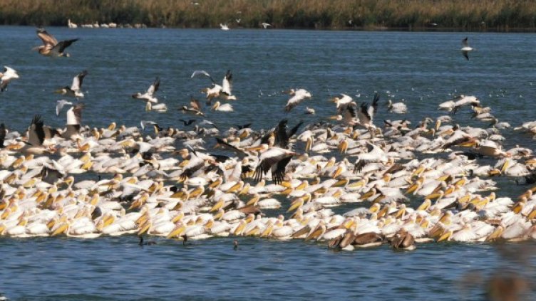 Снимка: Булфото, архив