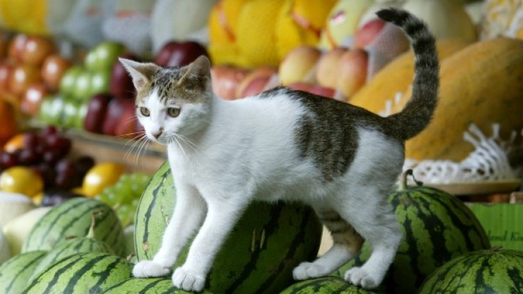 Снимка: Reuters, архив