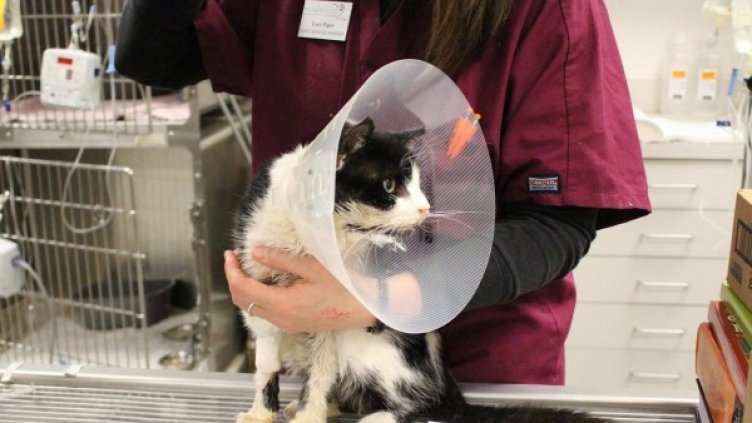 Снимка: Facebook/ Humane Society of Tampa bay