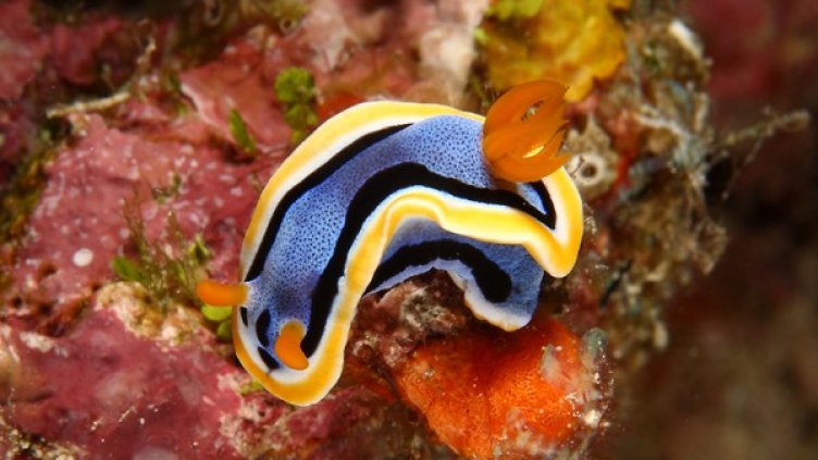 Какво се крие в непознатите води на Индонезия? 