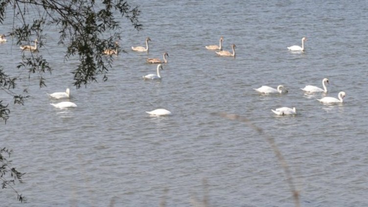 Архив: Булфото