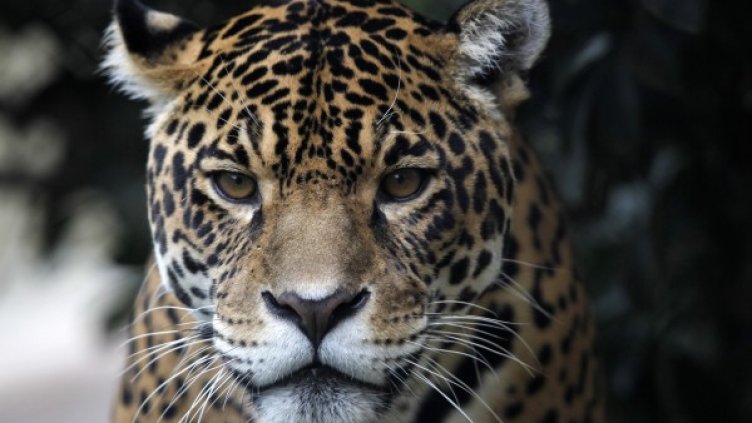 Снимка:  Reuters, архив