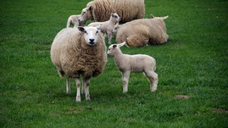 Снимка: www.freeimages.com