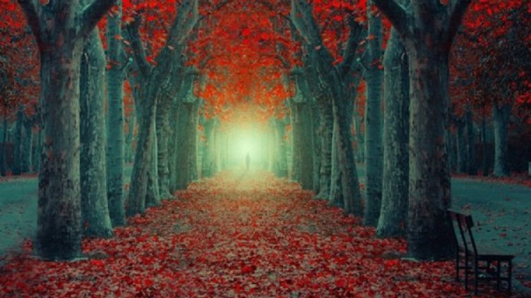 Вдън горите