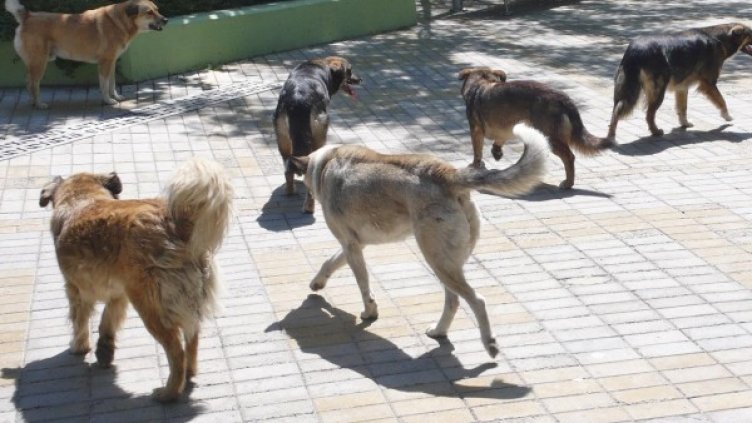 Снимка: архив, Булфото