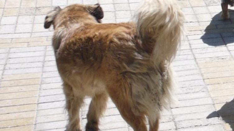 Архив: Булфото