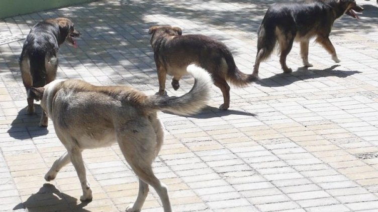 Снимка: архив Булфото