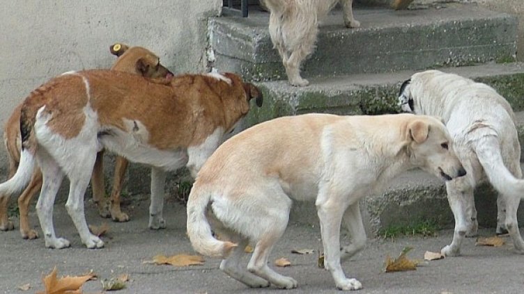 Снимка: Булфото, архив