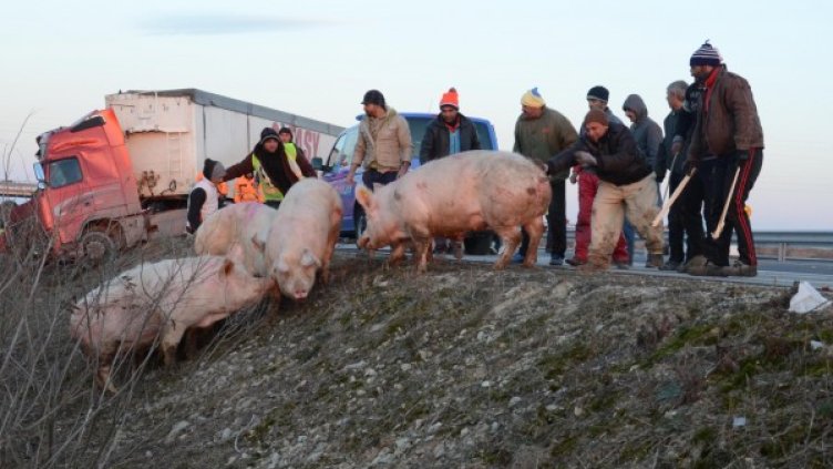 Прасета изпаднаха от камион след ПТП