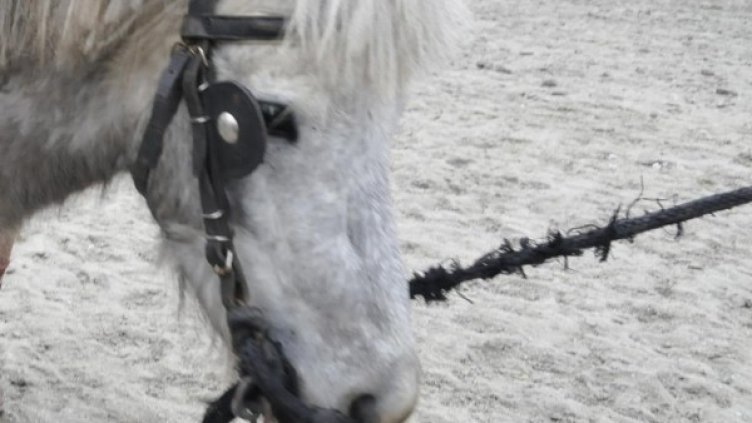 Снимка: Булфото