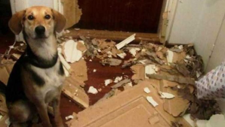 Кучето вкъщи - половин дете