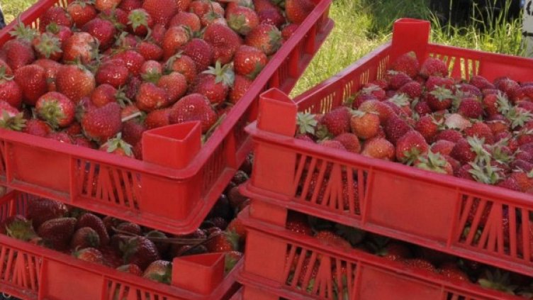 Снимка: Булфото, архив