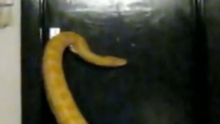 Снимка: YouTube