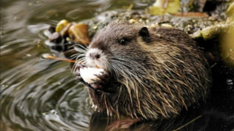 Снимка: flickr