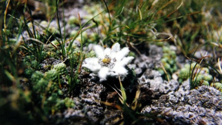 Пирин. Снимка, архив: Булфото