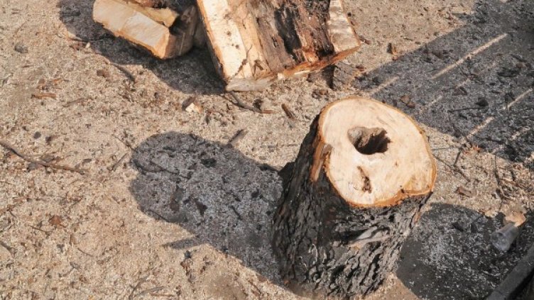 Снимка, архив: Булфото